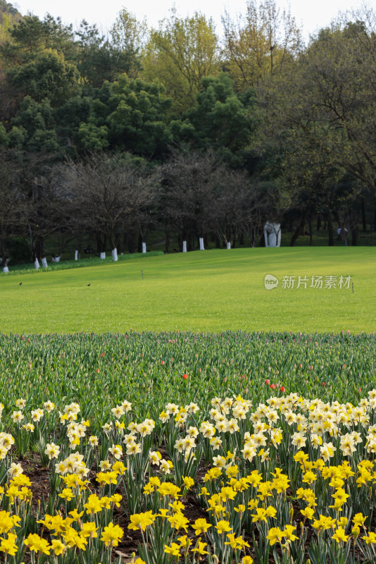 杭州太子湾公园绽放的黄色郁金香花海