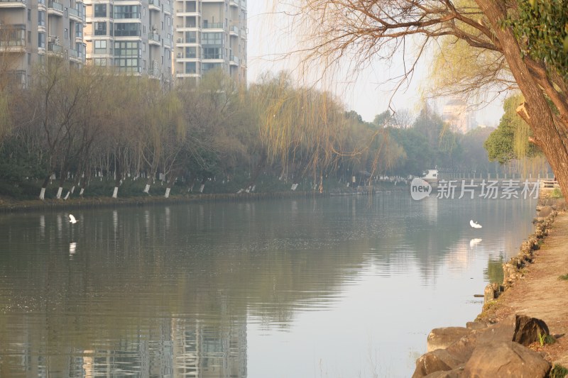 河边垂柳高楼倒影风景