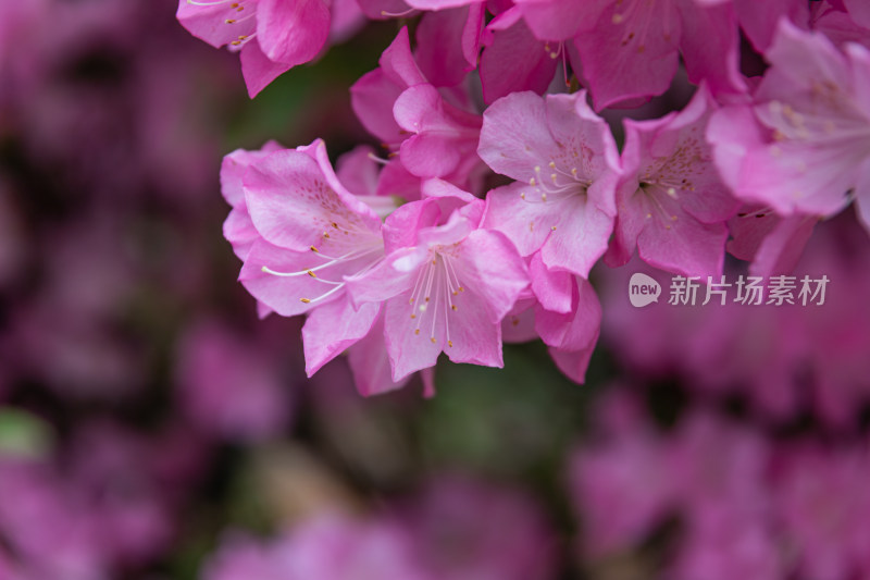 映山红、杜鹃花