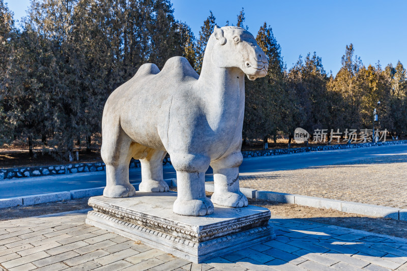 河北唐山市遵化清东陵石像立姿骆驼