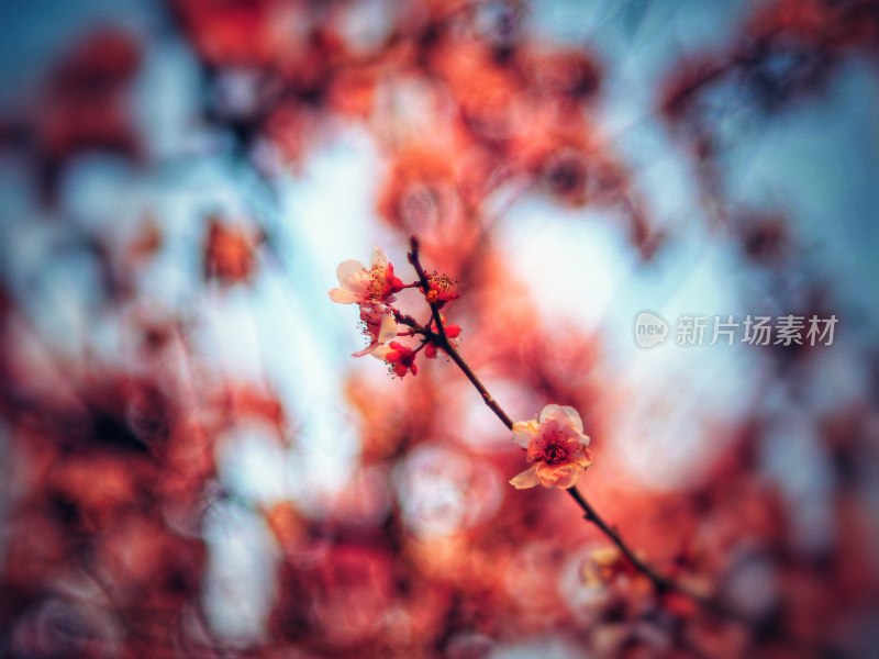 春天盛开的花朵