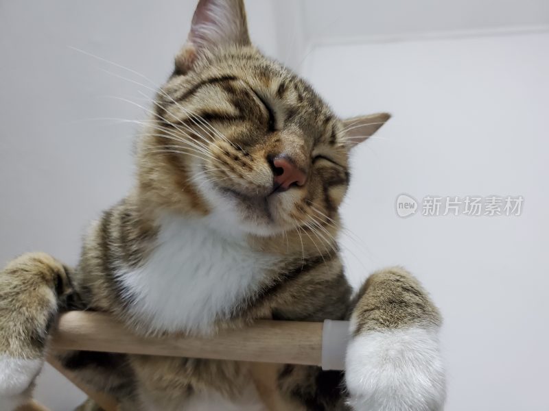 睡觉的猫