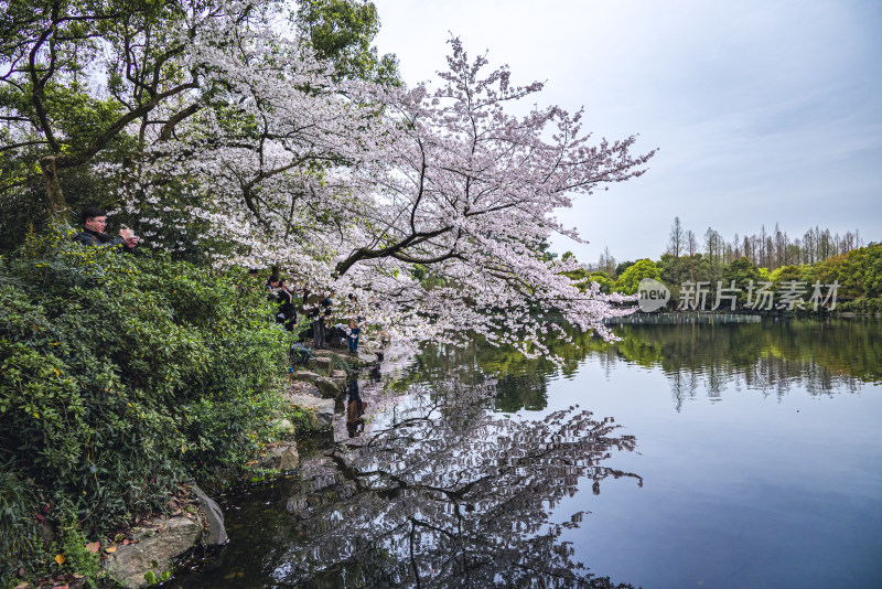 杭州西湖曲院风荷樱花