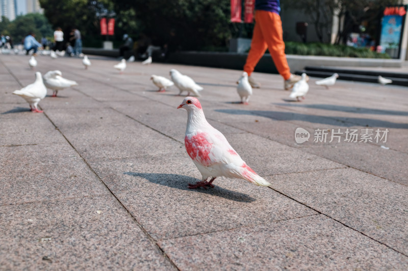 上海人民广场的和平鸽