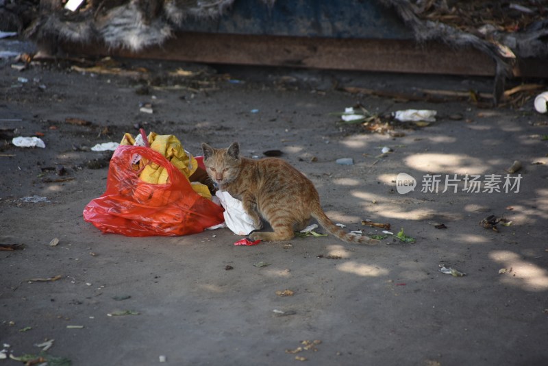 流浪猫在垃圾堆旁翻找东西