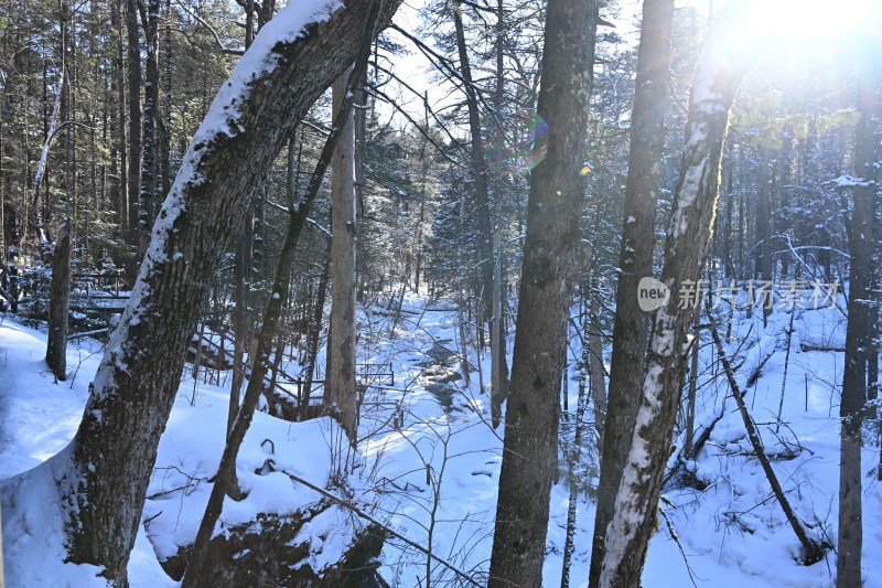 阳光照耀下的积雪森林景致