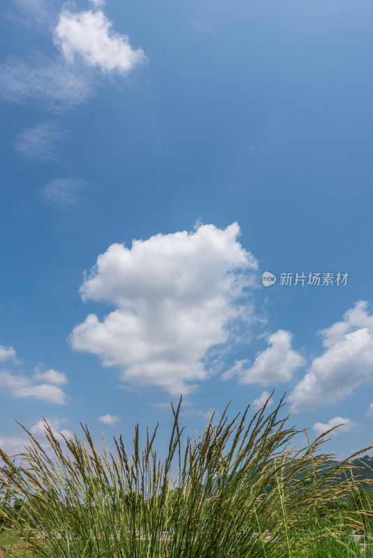 自然风景天空蓝天白云小草