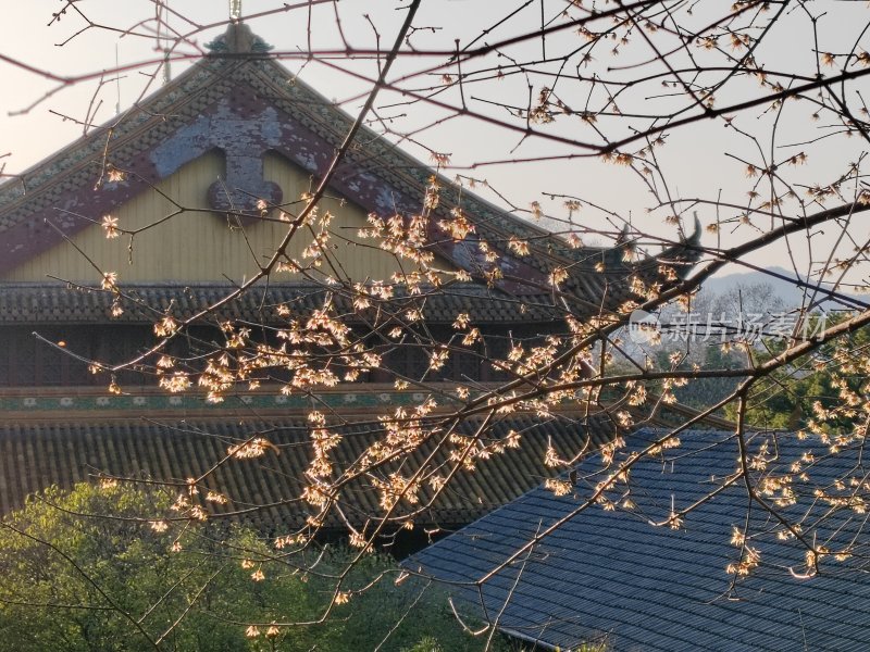 古建筑前有花枝的春日景象