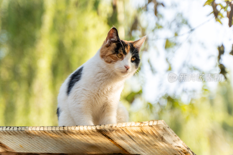 三色花猫在户外木板上的特写