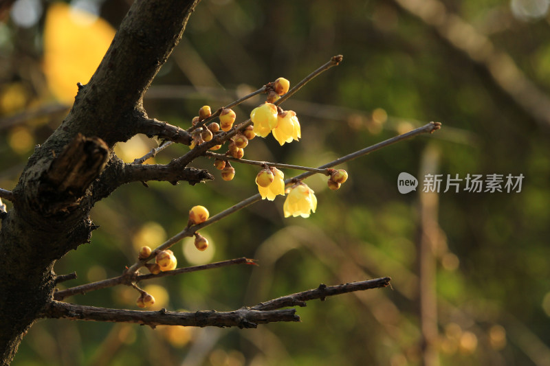 冬天腊月盛开的蜡梅花