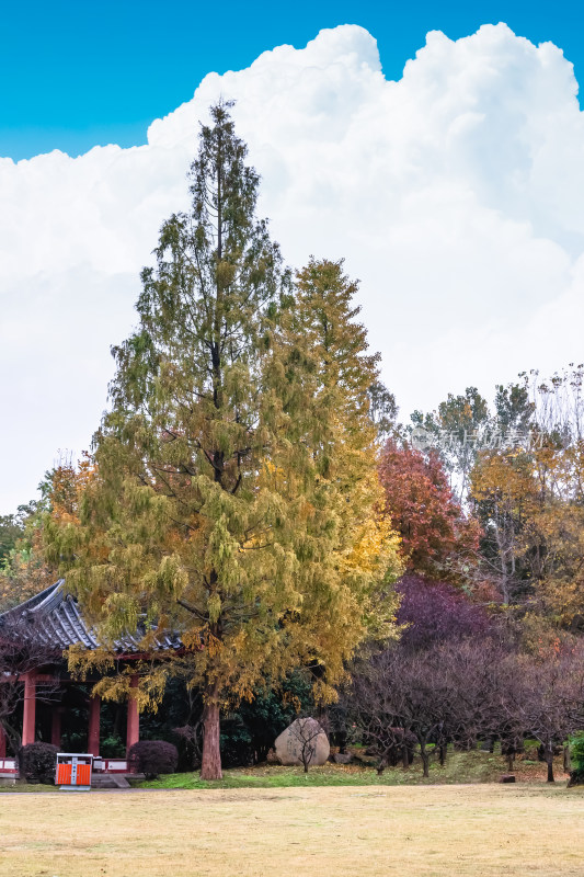 南京钟山风景名胜区明孝陵秋景