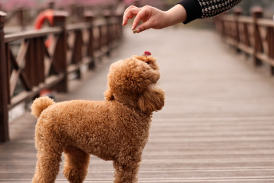 在栈道上玩耍的泰迪犬