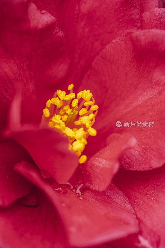 春天山茶花微距露水粉色花瓣花蕊