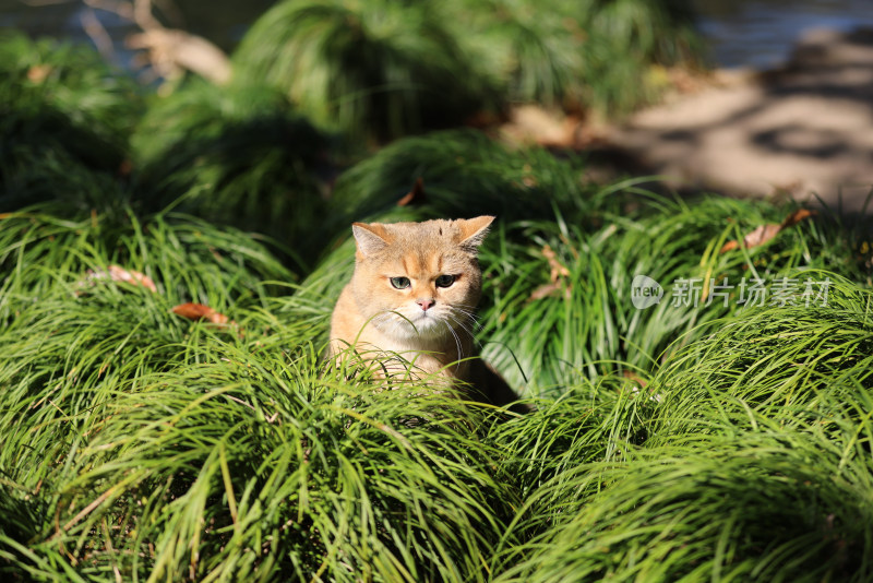 公园草地里的宠物猫金渐层