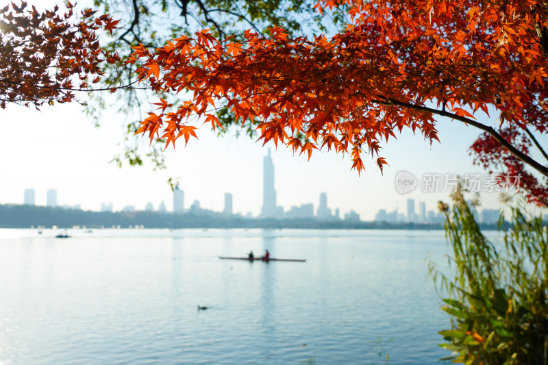 秋天南京玄武湖公园的红枫和城市天际线风光