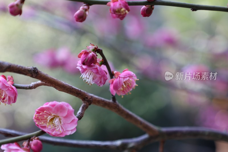 绽放的粉色梅花特写