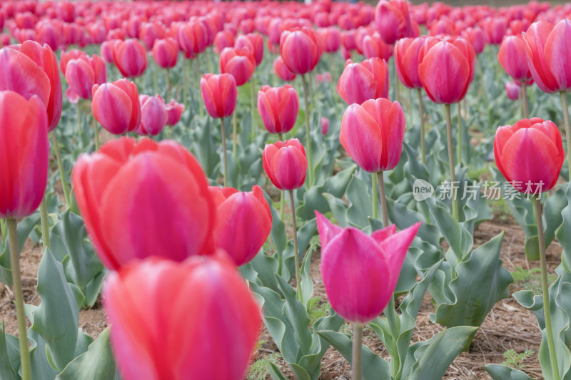 春天公园里盛开的郁金香花海自然风景