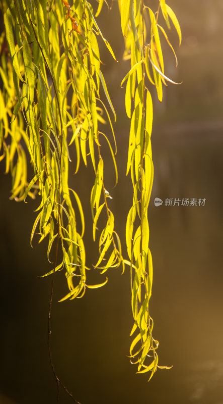 阳光下的柳叶