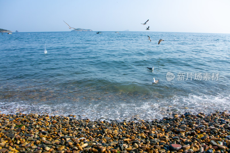 海边鹅卵石海滩上海鸥飞翔