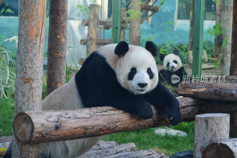 大连动物园 大熊猫飞云妙音合影