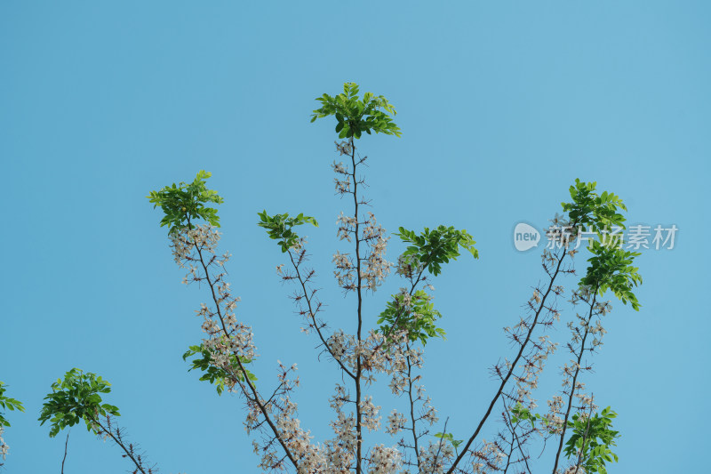 盛开的节荚决明花