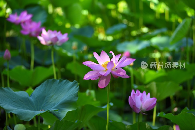 莲花荷花荷花池