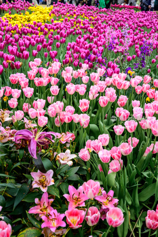 郁金香花卉景观