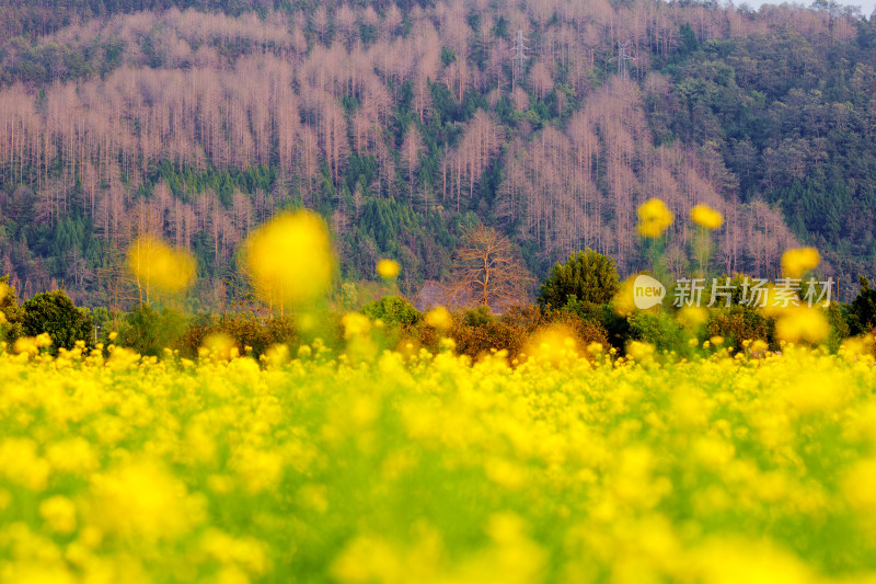 山林背景下的金黄油菜花田