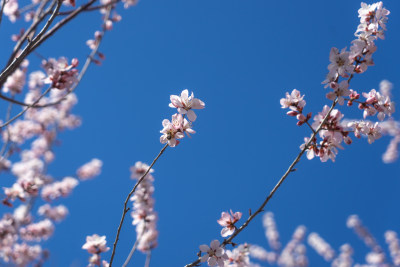 桃花山桃花上的蜜蜂