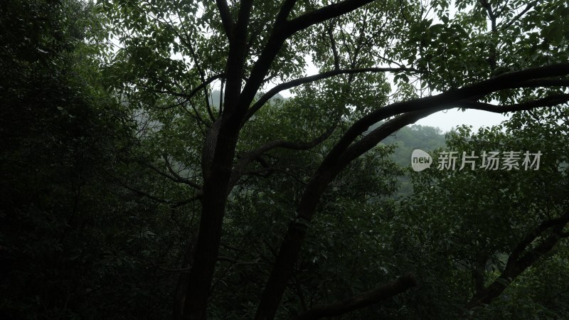 茂密树林枝叶繁茂景象