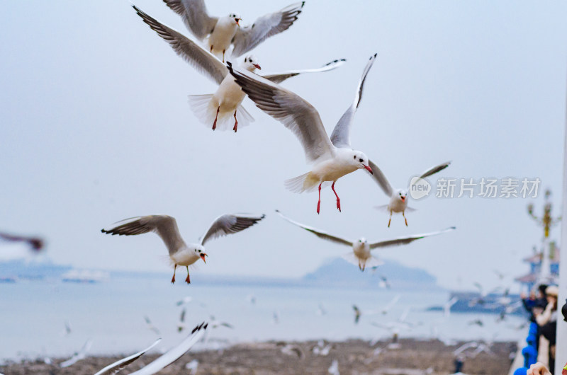 青岛栈桥，在海上纷飞的一群海鸥