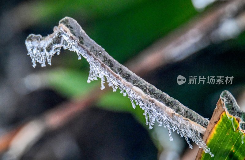 重庆酉阳：龙头山上冻雨“缀”美