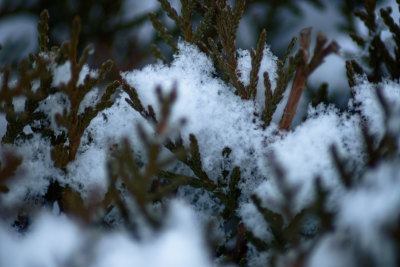 积雪覆盖的松树枝特写