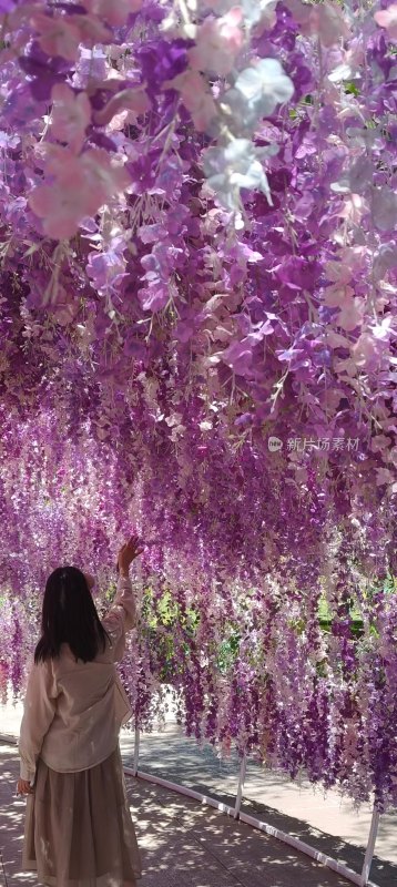 女子伸手触摸紫色花廊花朵