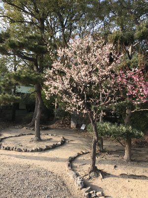 户外盛开的粉花树木景观