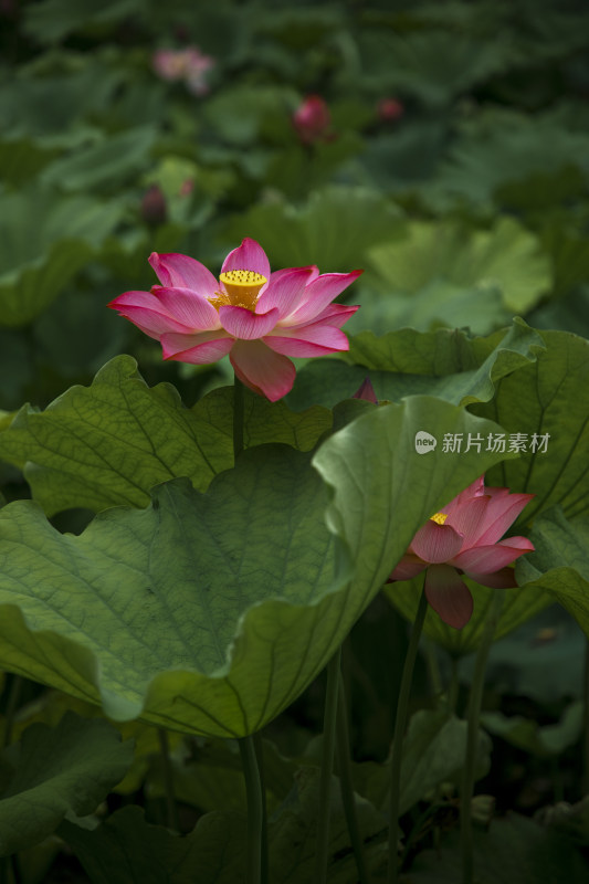 夏季公园荷塘荷叶丛中荷花特写