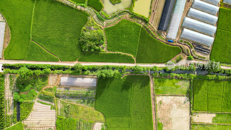 俯拍绿色水稻农田种植