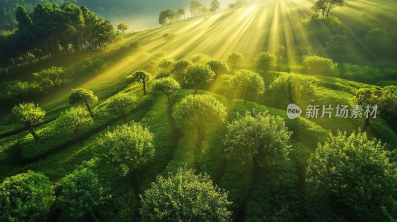 清晨阳光照射在半山坡上小清新背景