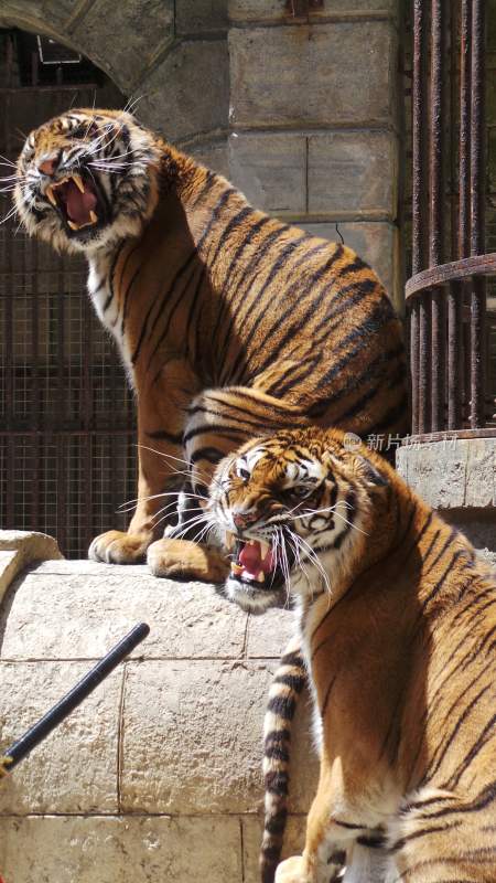 野生动物老虎食肉动物狩猎者