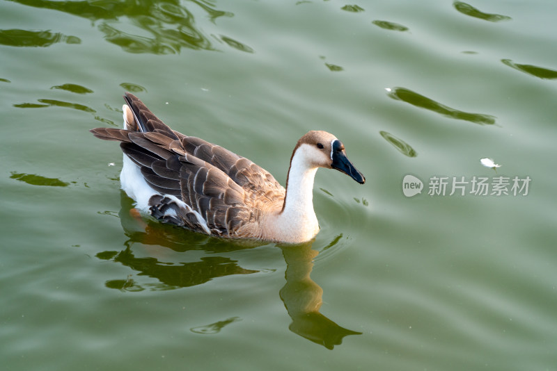 水中嬉戏的大鹅