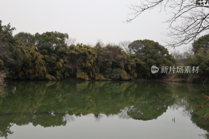 平静湖水倒映葱郁树林的自然景观