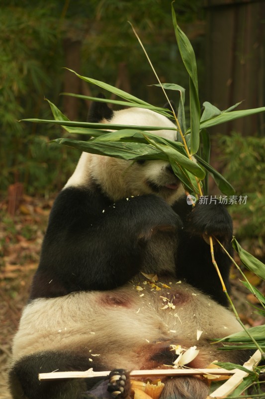 熊猫萌萌啃食竹叶的可爱模样