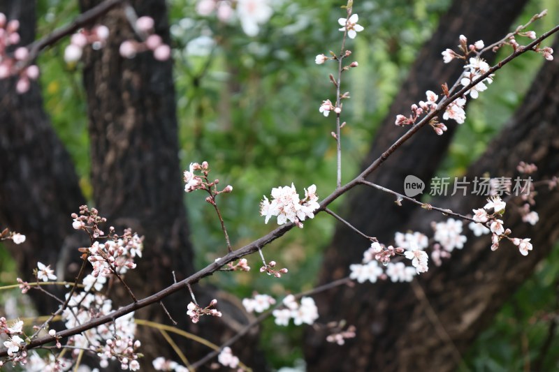 绽放的白色花卉枝条特写