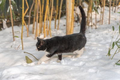 雪地黑猫踩雪行走捕猎