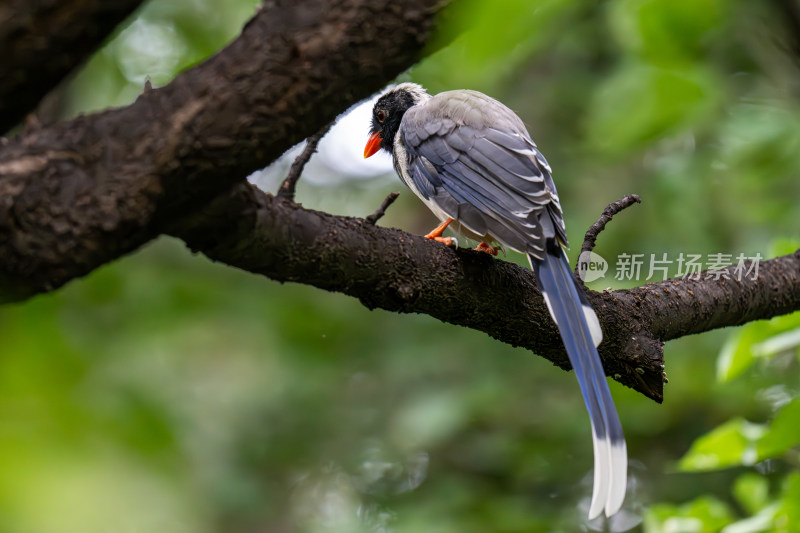 红嘴蓝鹊（Urocissa erythroryncha）