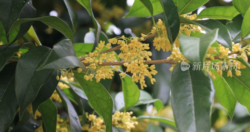 淡雅的黄色花朵桂花