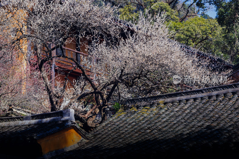 天台国清寺建筑与隋梅盛开美景