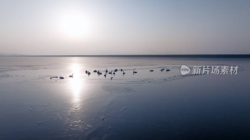 三门峡黄河冬日冰面上诗意栖息的天鹅