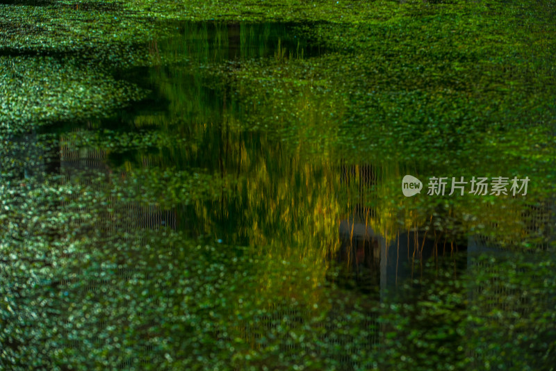 水面漂浮绿萍倒影景观