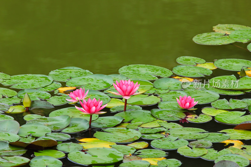 雨后池塘盛开的睡莲莲花